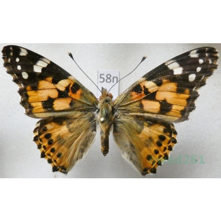 Vanessa cardui (Linnaeus, 1758) Rusałka osetnik Poland58n